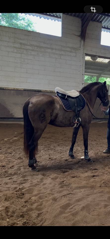 Duo de chevaux ins&eacute;parables - Mistral et Gipsy
