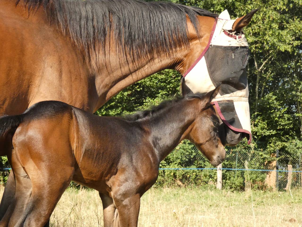 Poulain Wesh Part Breed
