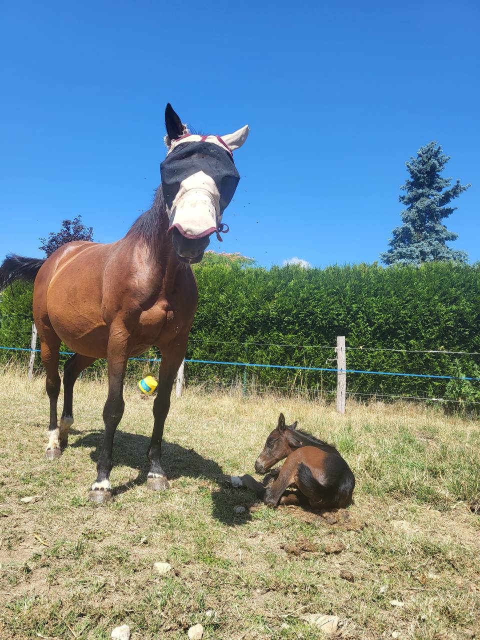 Poulain Wesh Part Breed