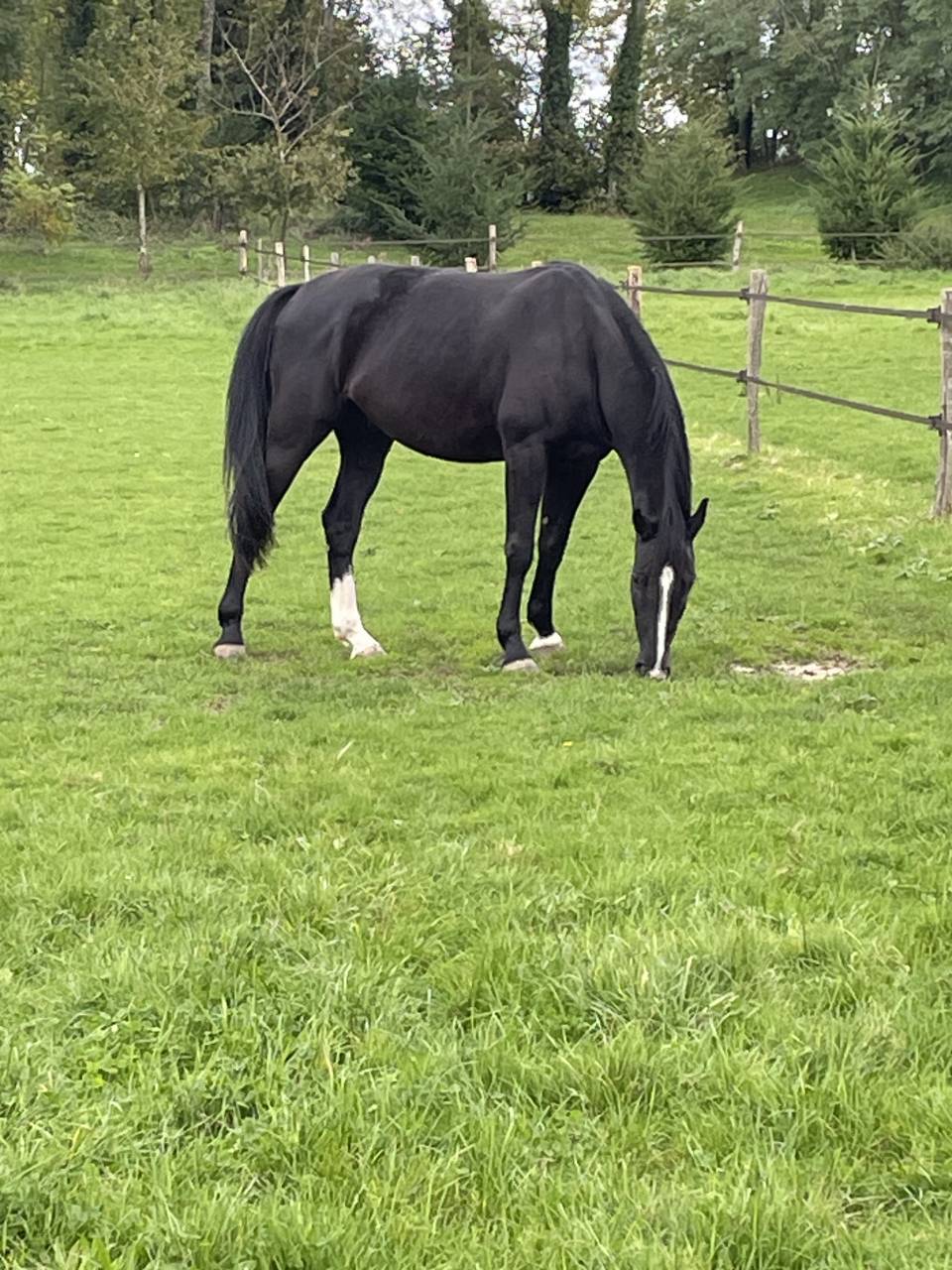 Cheval sf 