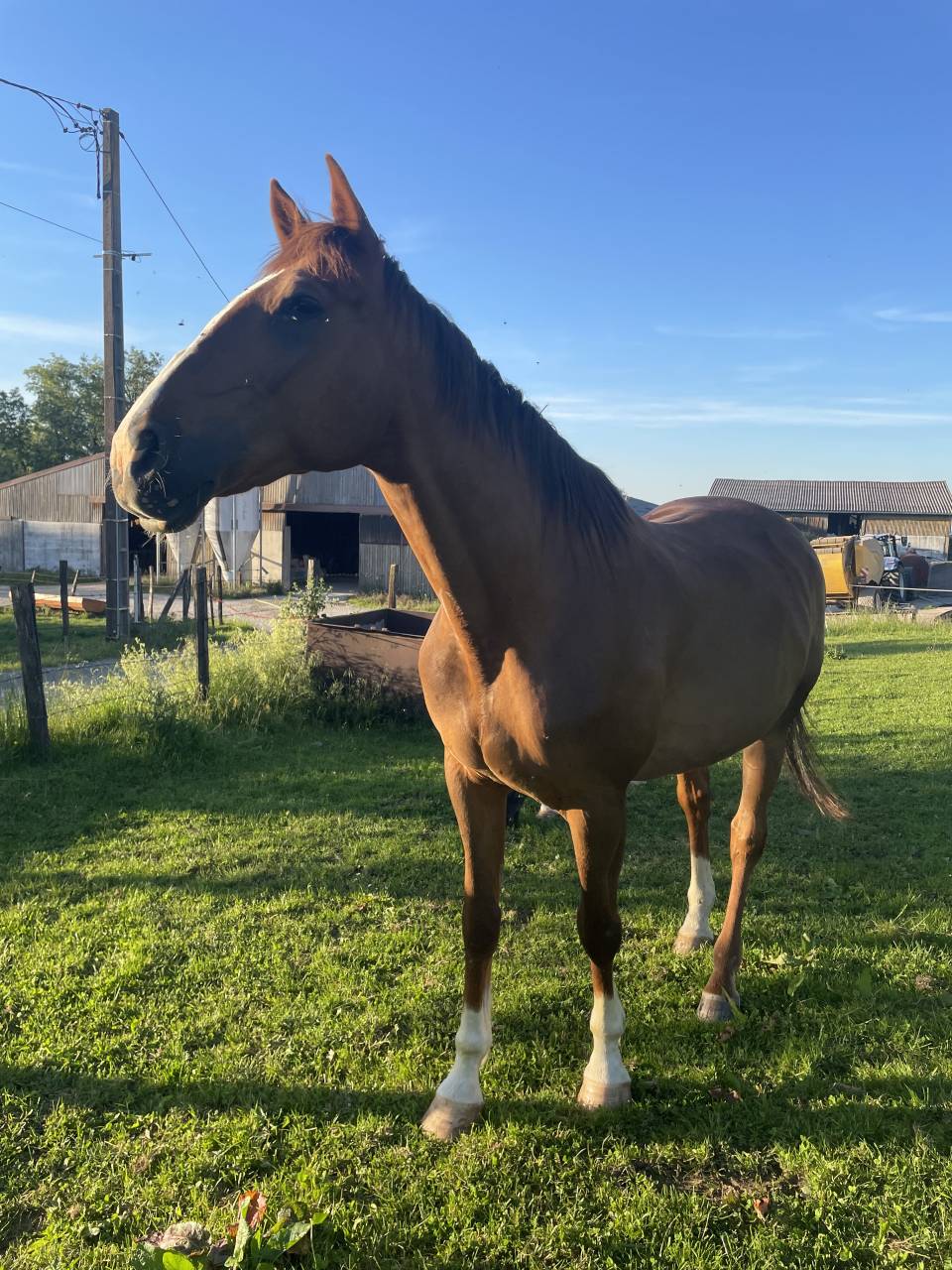 Cheval de loisirs