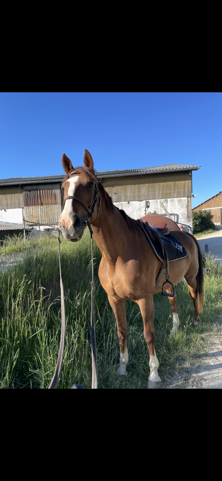 Cheval de loisirs
