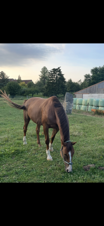 Cheval de loisirs