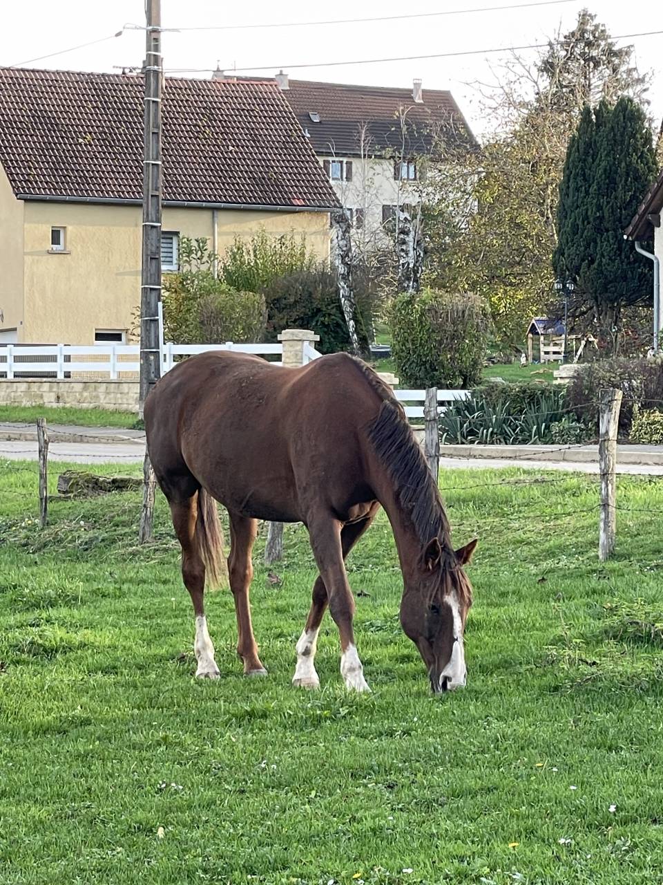 Cheval de loisirs