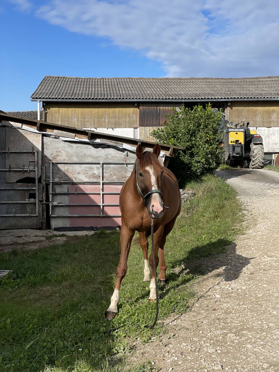 Cheval de loisirs