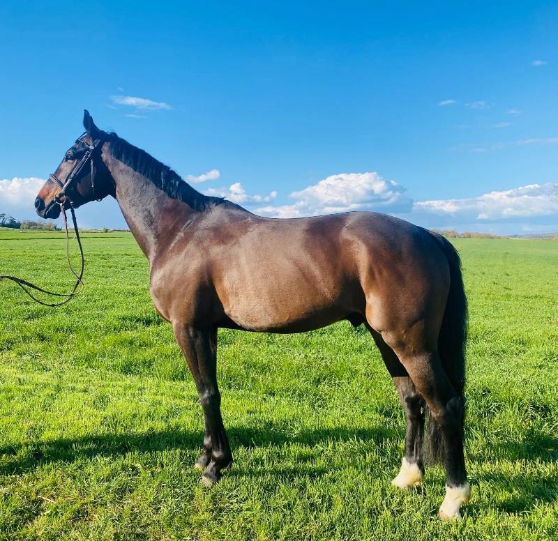 cheval hongre 6ans CSO