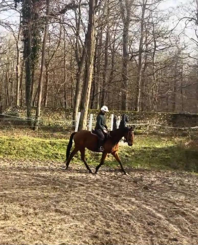 Jument sport et loisir
