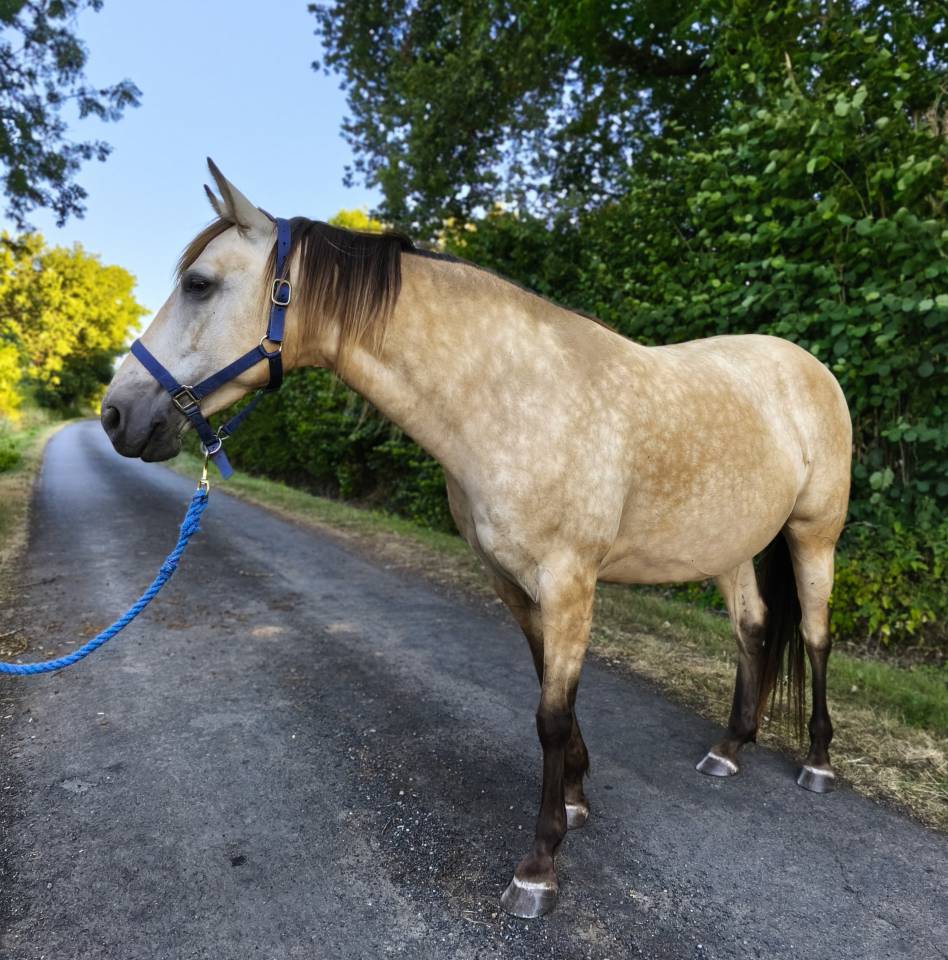Jument Rocky Mountain Horse certifi&eacute;e 
