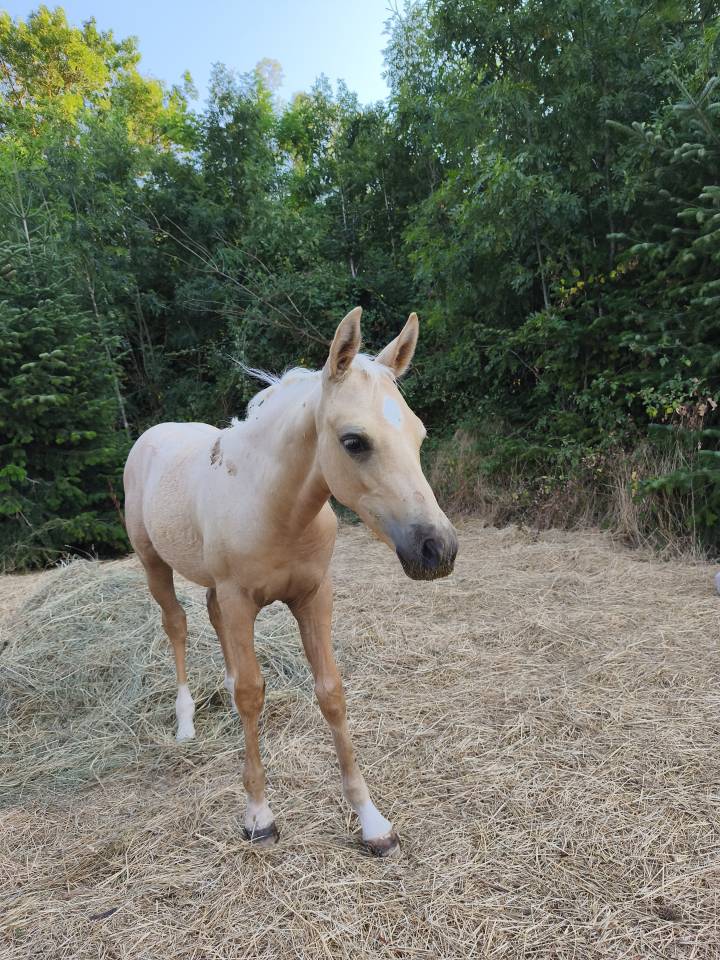 Magnifique poulain welsh part bred palomino