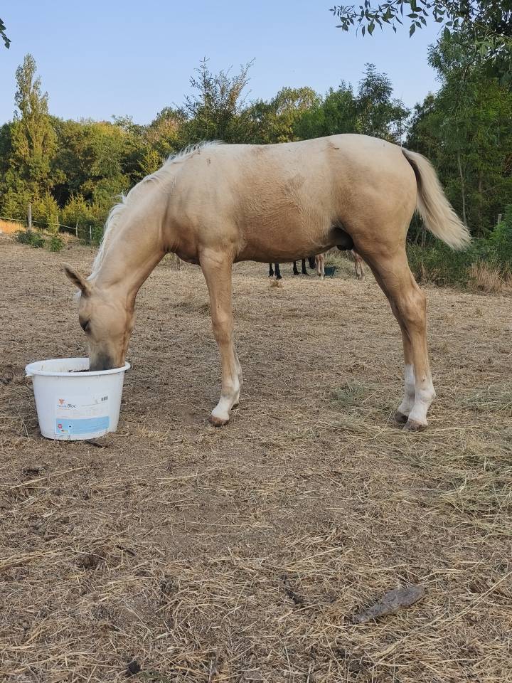 Magnifique poulain welsh part bred palomino