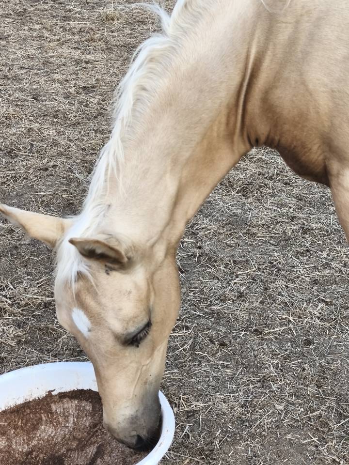 Magnifique poulain welsh part bred palomino
