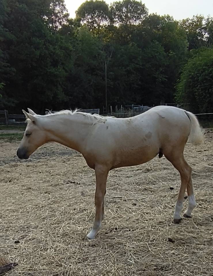 Magnifique poulain welsh part bred palomino