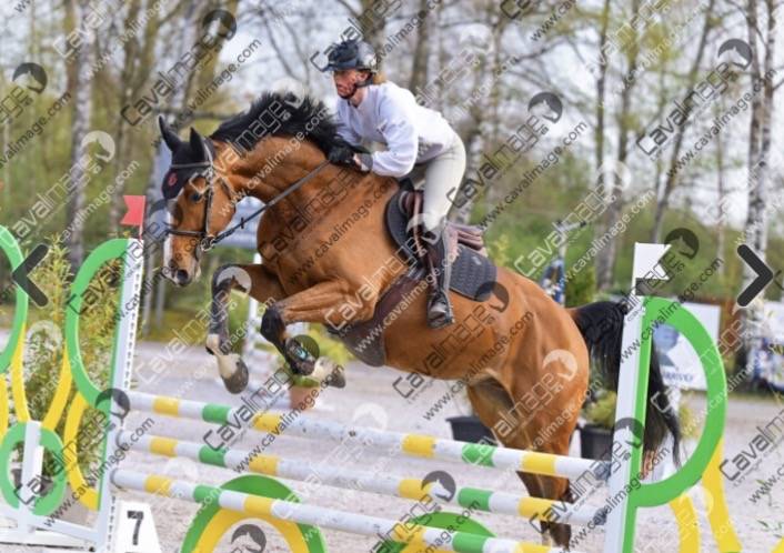6 ans hongre Grandorado Tn x Bamboula de muze 