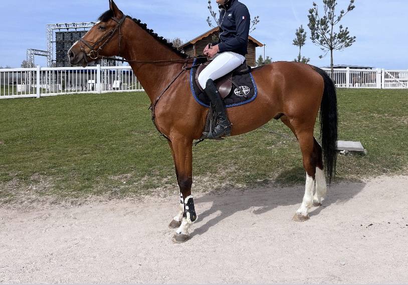 6 ans hongre Grandorado Tn x Bamboula de muze 