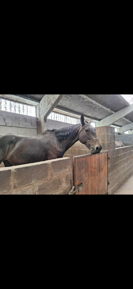 Jument Sbs 178 cm origine don jazz texell kwpnx smadun 