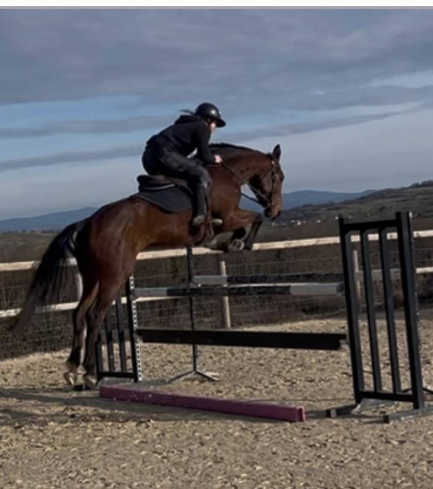 Cheval de sport