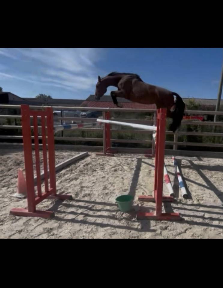 Cheval de sport