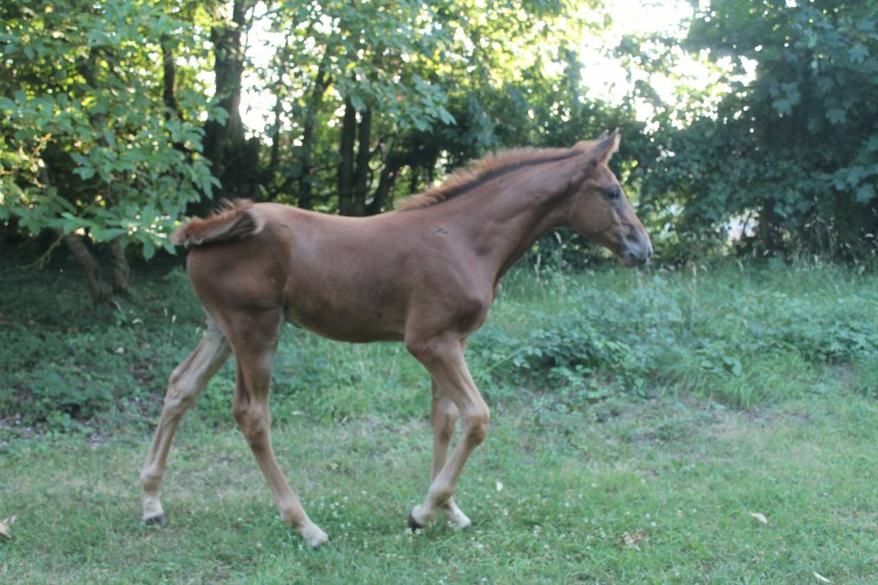 Poulain sf