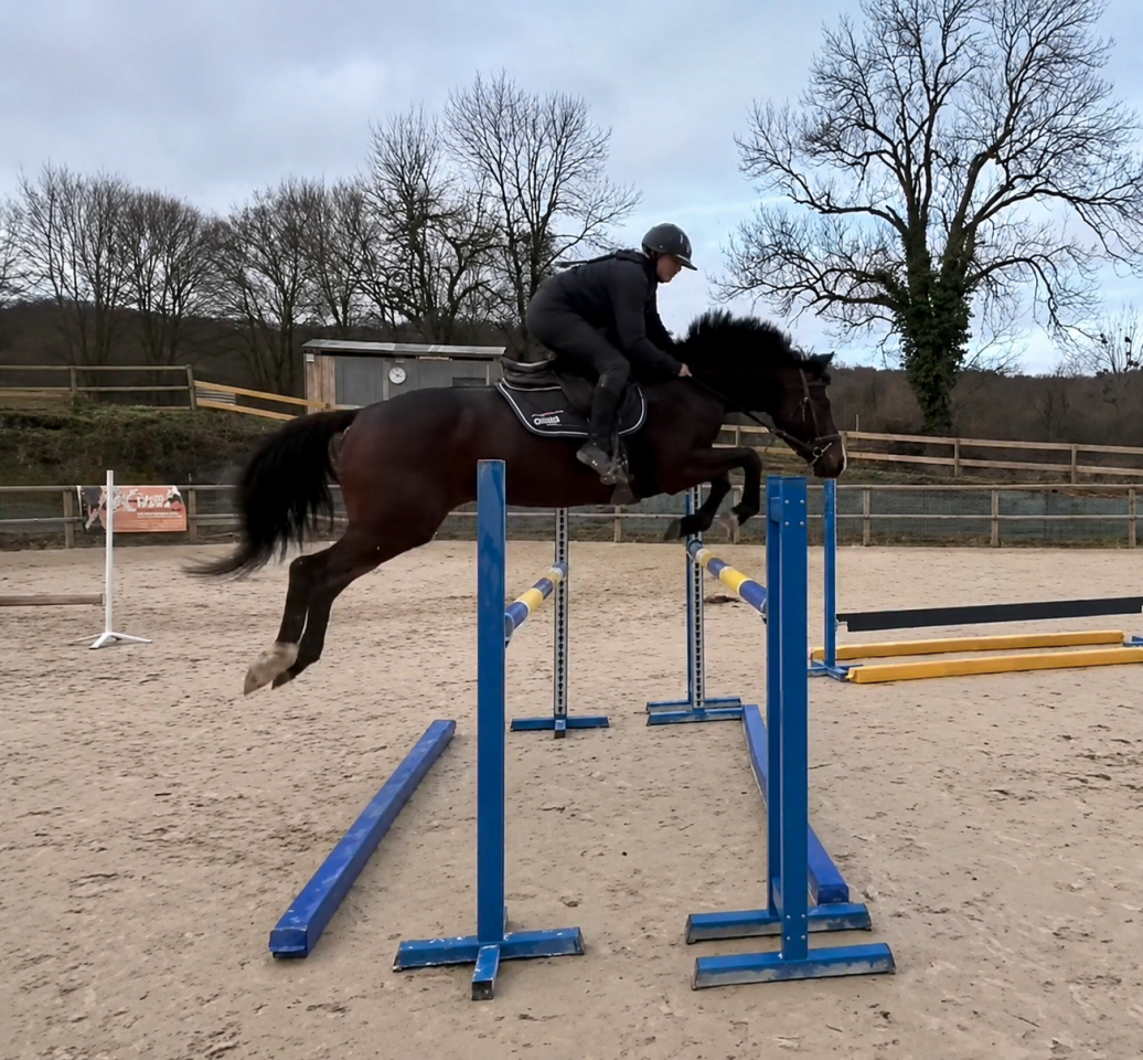Cheval de sport 