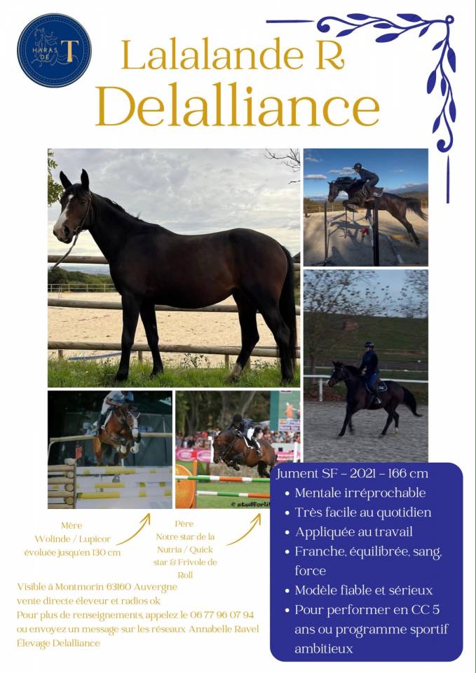 Cheval de sport 