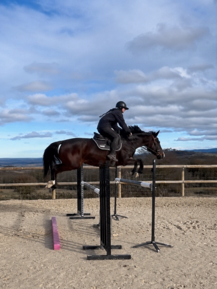 Cheval de sport 