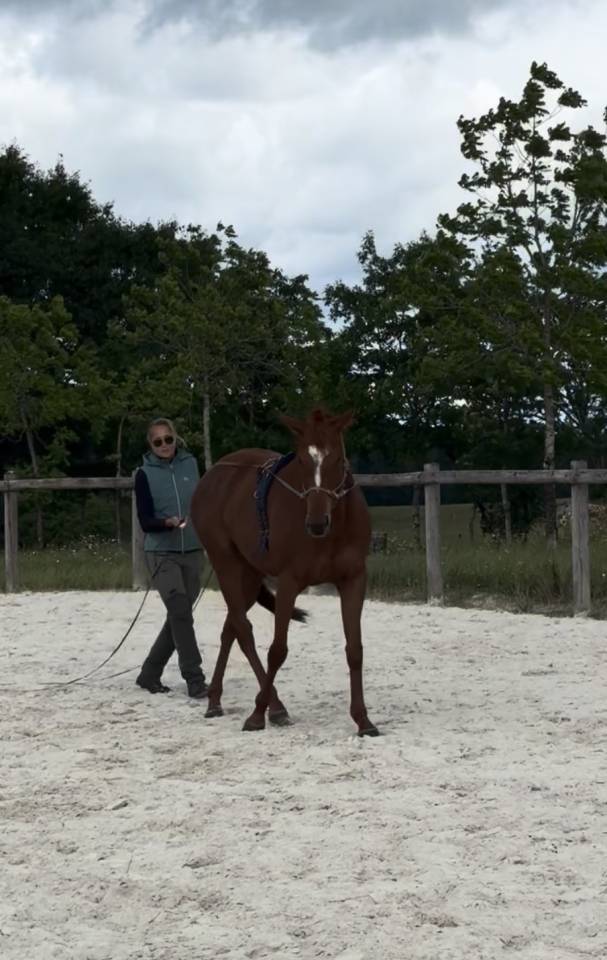 AV Spring, pur sang de 4 ans