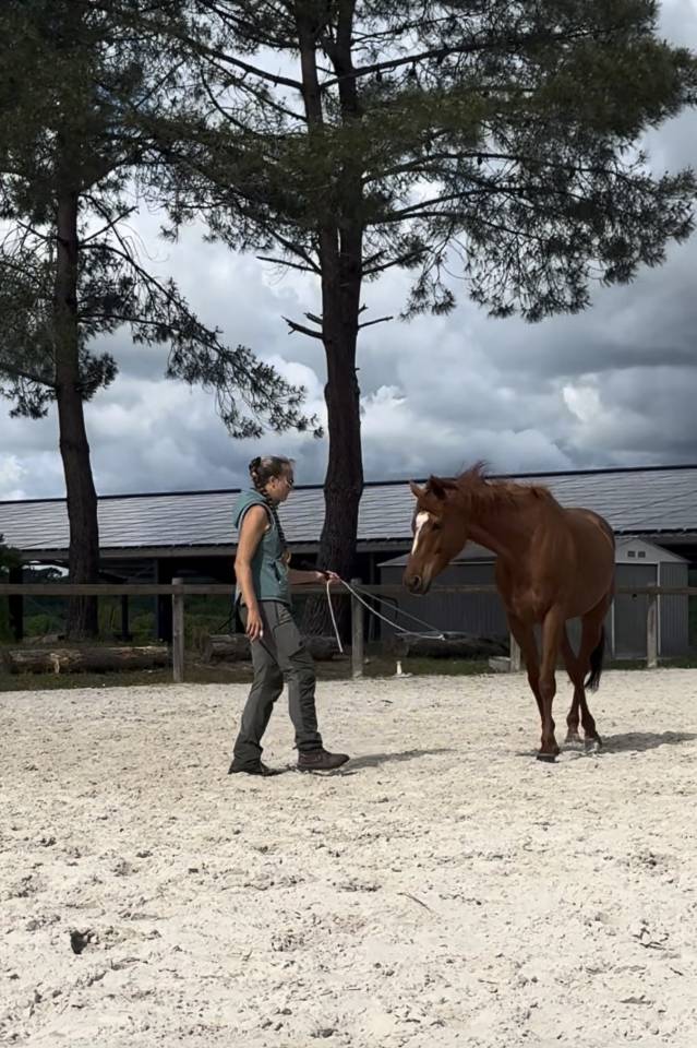 AV Spring, pur sang de 4 ans