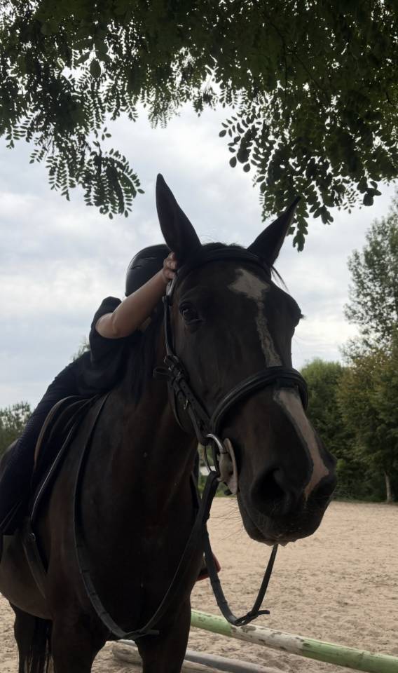 Jument Selle Fran&ccedil;ais 13 ans CSO &agrave; vendre