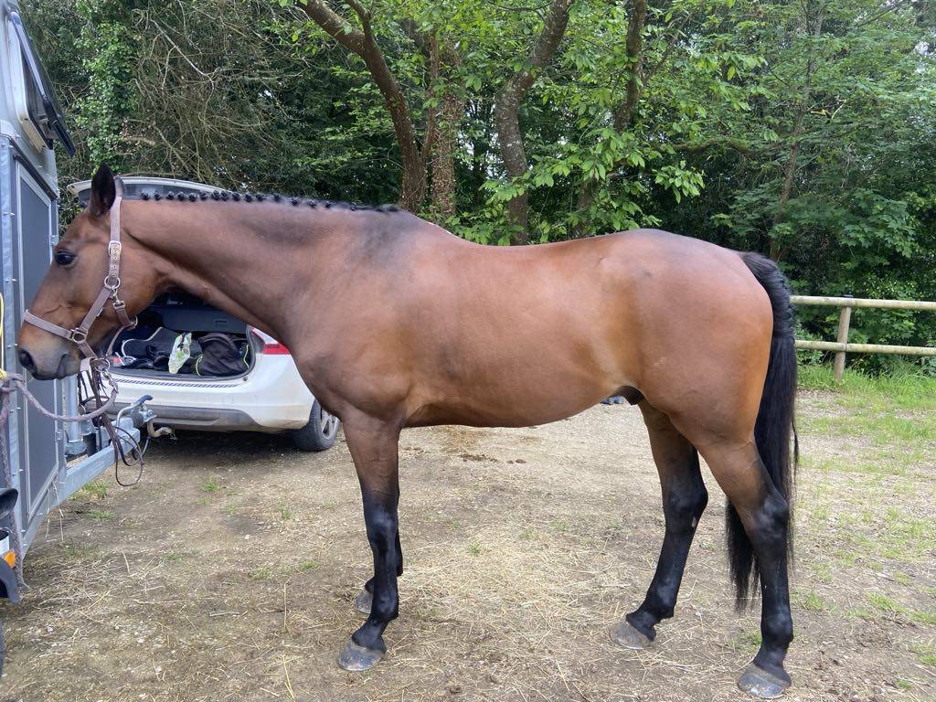 Cheval SF 