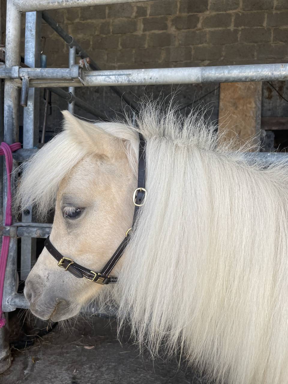 Pouliche PP shetland 