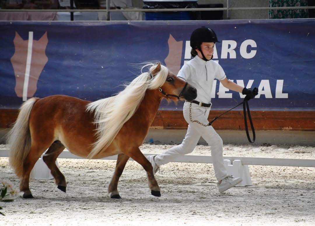 Pouliche PP shetland 