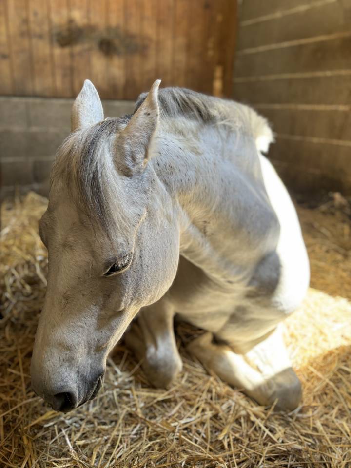 Poney C &agrave; louer 