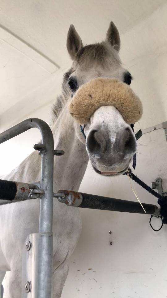Poney C &agrave; louer 
