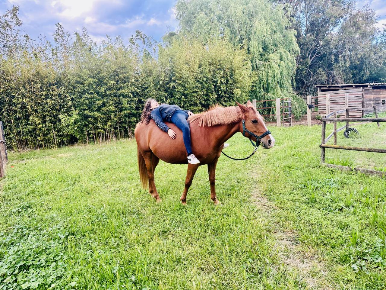DSA PP 12 ans - Assurance vie - Endurance - TREC - Rand