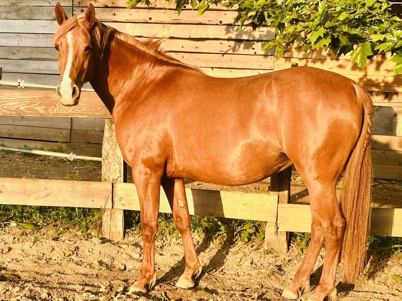DSA PP 12 ans - Assurance vie - Endurance - TREC - Rand