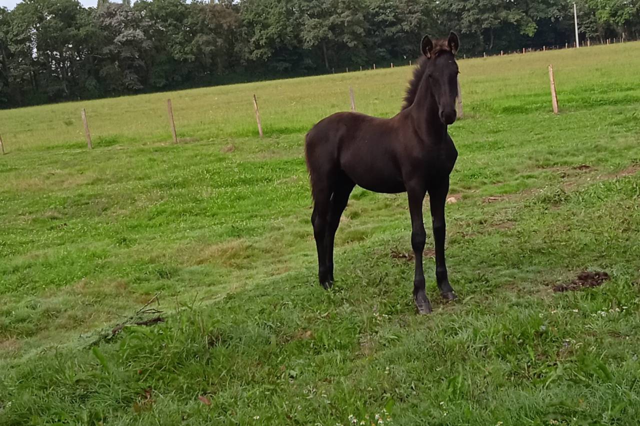 poulain frison 