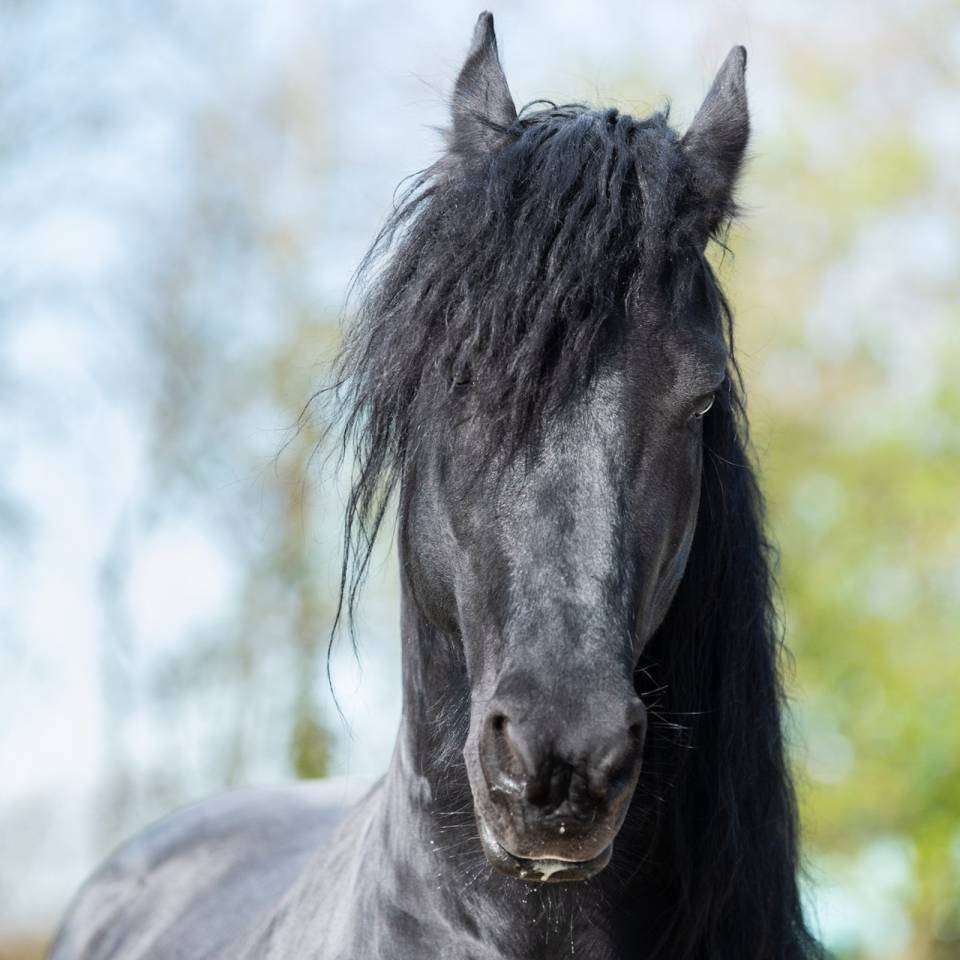 Magnifique Frison entier 9 ans &ndash; D&eacute;bourr&eacute; 