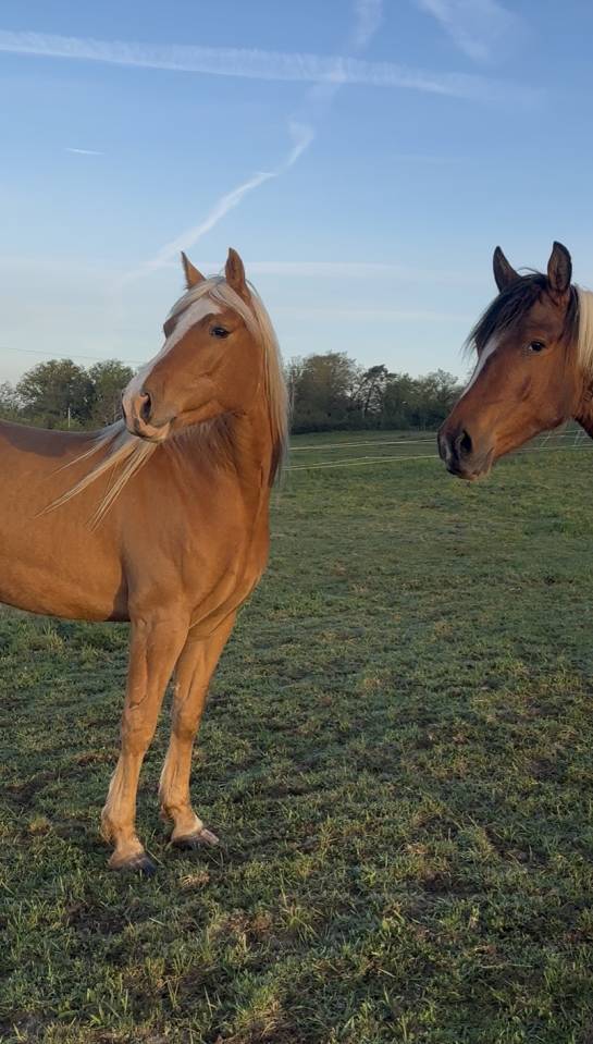 Cheval hongre 5 ans