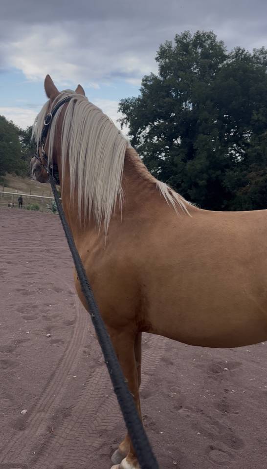 Cheval hongre 5 ans