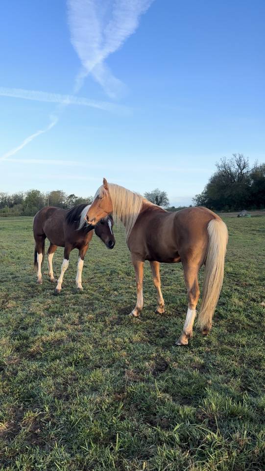 Cheval hongre 5 ans