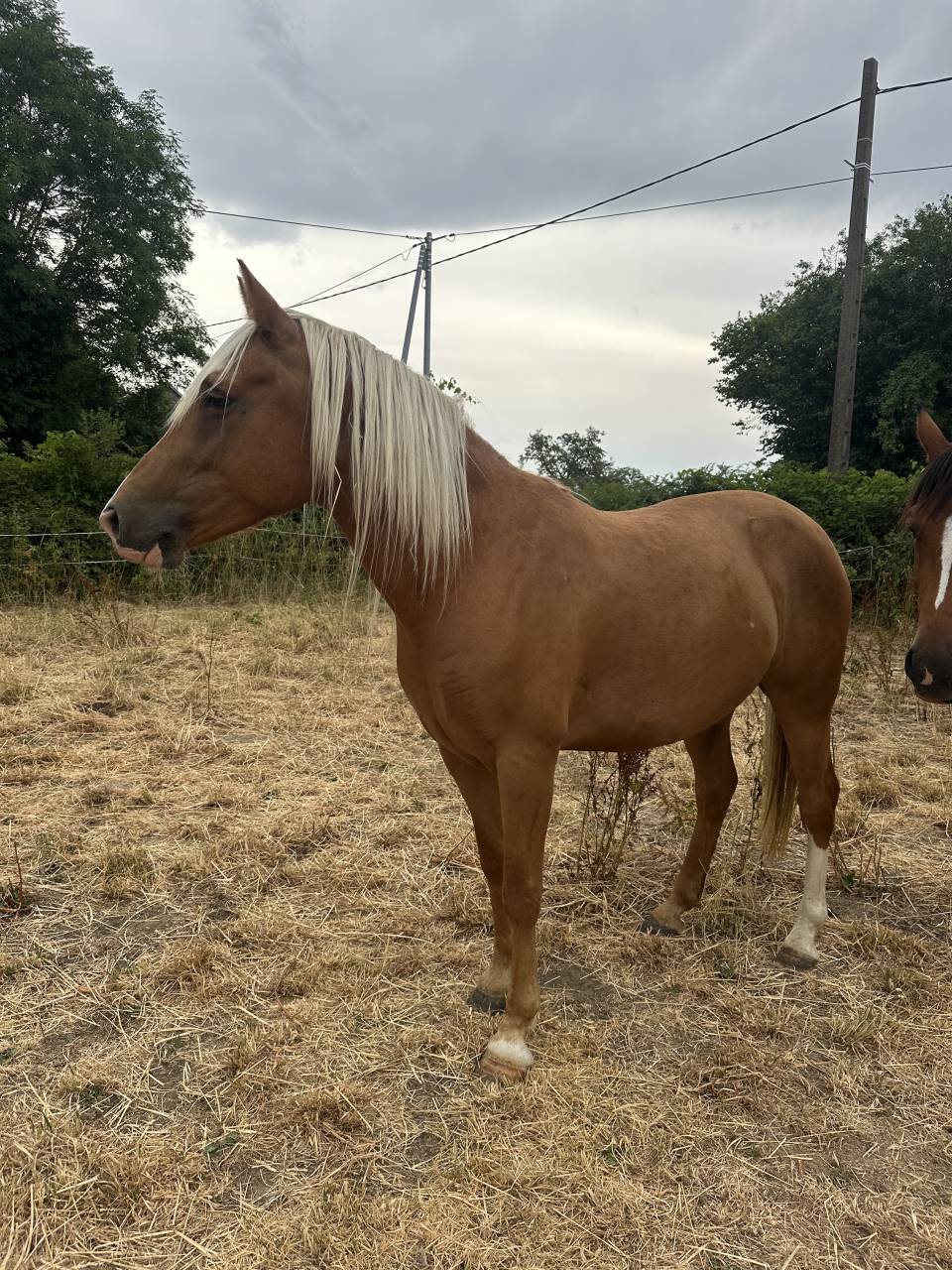 Cheval hongre 5 ans
