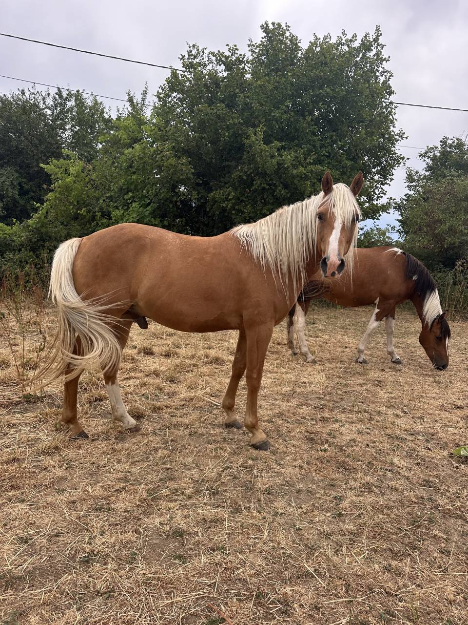Cheval hongre 5 ans