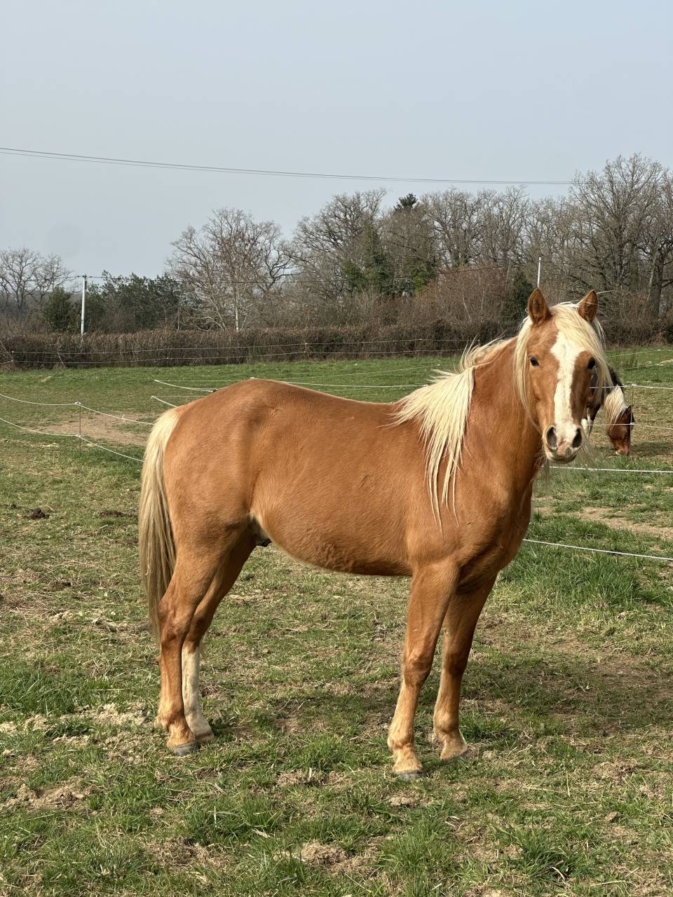 Cheval hongre 5 ans