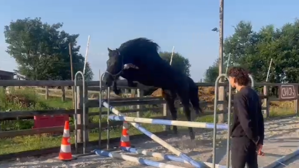 Magnifique m&acirc;le d&rsquo;avenir pour le CSO ou CCE 