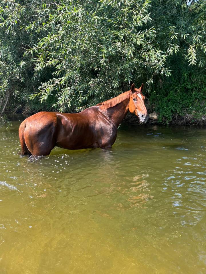 Cheval CSO