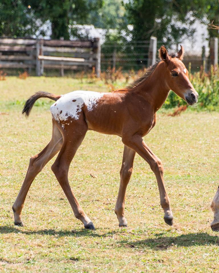 Poulain  appaloosa