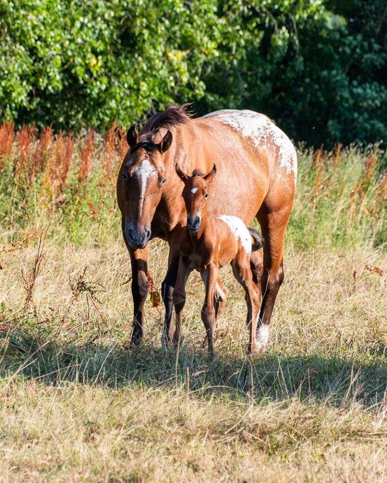 Poulain  appaloosa