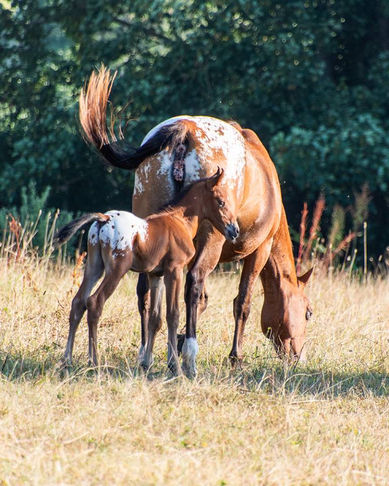 Poulain  appaloosa
