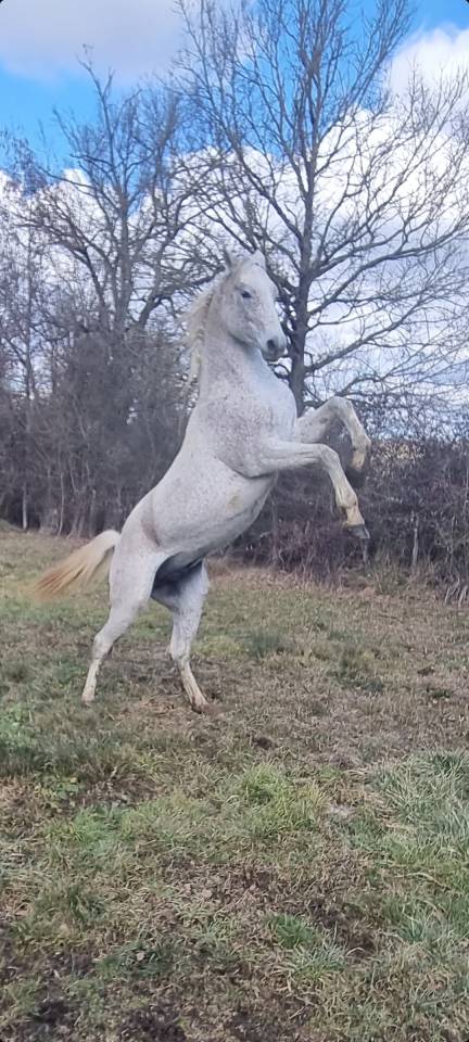 Pur sang arabe endurance