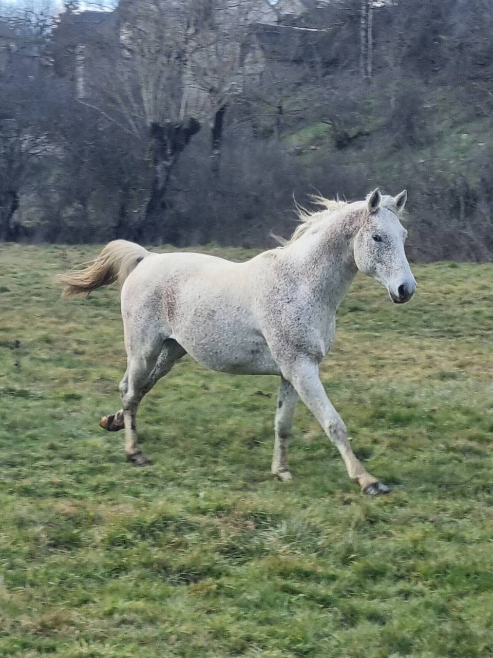Pur sang arabe endurance